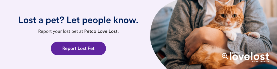 Banner-Lost-english-970x242