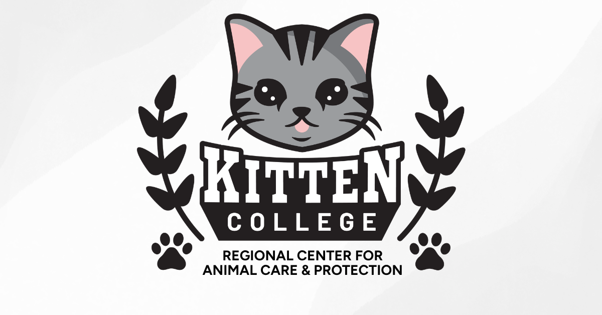 kitten college