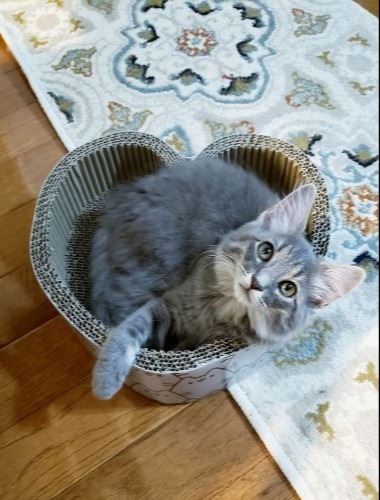 Kitten laying in a heart-shaped box.